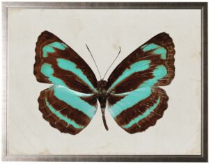 Dark brown and turquoise striped butterfly