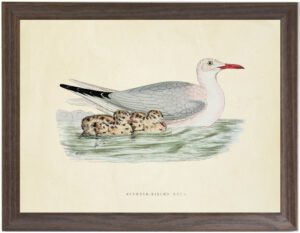 Slender-Billed Gull
