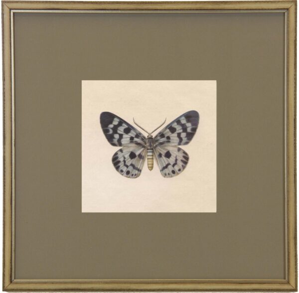 matted single butterfly print