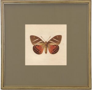 matted single butterfly print