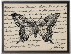 Butterfly on calligraphy postcard background