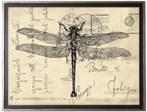 Dragonfly on calligraphy postcard background
