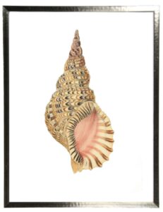 single conch shell print