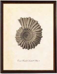 Large spiral conchshell