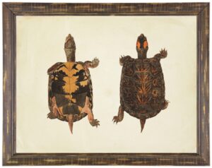 Pair of turtles print