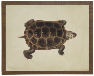Turtle on linen background
