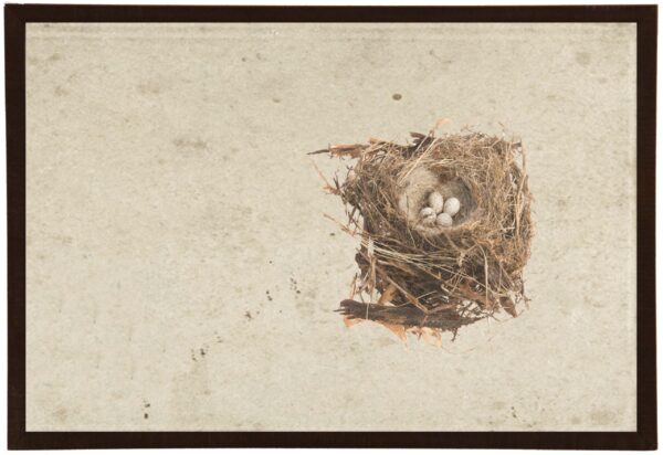 Bird's Nest with Small Eggs
