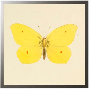 Square  Yellow Butterfly with Four Orange Dots