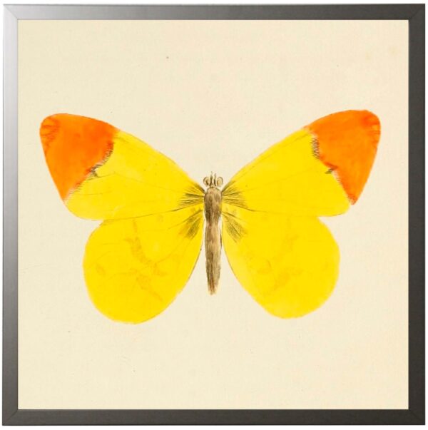 Square  Yellow Butterfly with Orange Top Edges