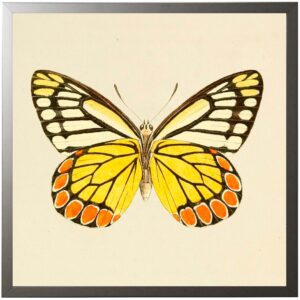 Square  Yellow Butterfly with Orange Bottom Edges