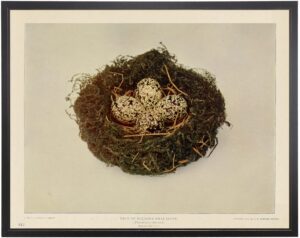 Nest of Wilson's