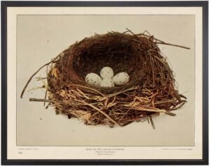 Nest of the Cedar Waxwing