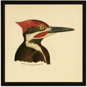 Head of the Pileated Woodpecker