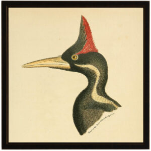 Head of the Ivory Billed Woodpecker
