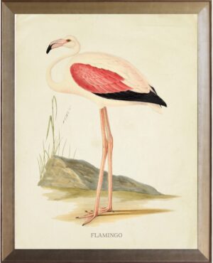 Flamingo with pink wing