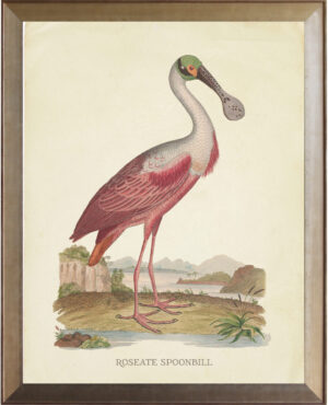 Roseate Spoonbill with green head