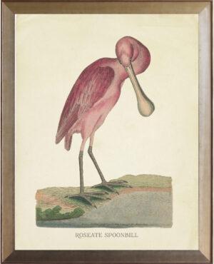 Roseate Spoonbill with bent neck