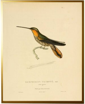 Hummingbird Plate 1 facing right