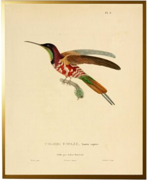 Hummingbird Plate 3 facing right