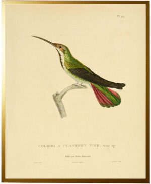 Hummingbird Plate 14 facing right