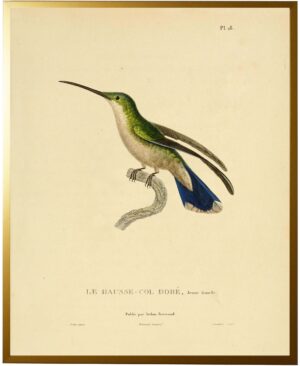 Hummingbird Plate 18 facing right