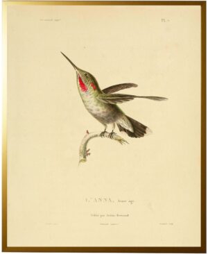 Hummingbird Plate 7 facing right