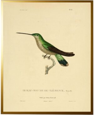 Dark Green Hummingbird Plate 8 facing right