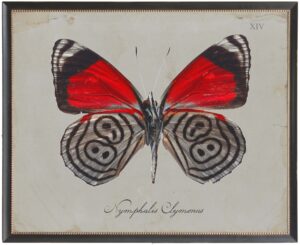 Red and black butterfly Plate XIV on grey background