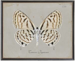 Brown and cream butterfly Plate LXII on grey background
