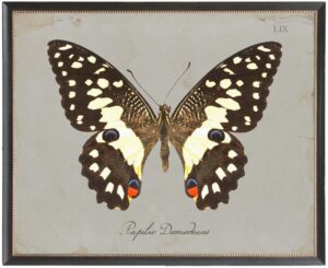 Brown and cream butterfly with red spots Plate LIX on grey background