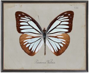 Brown and soft blue butterfly Plate VIII on grey background