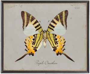 Yellow and Cream butterfly Plate XXII on grey background
