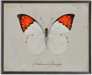 Orange and cream butterfly Plate XVI on grey background