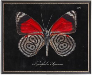 Red and black butterfly Plate XIV on black background