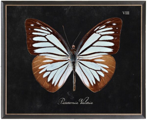 Brown and soft blue butterfly Plate VIII on black background