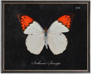 Orange and cream butterfly Plate XVI on black background