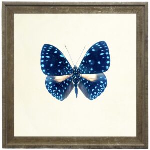 Bright Blue Butterfly with Light Blue Spots