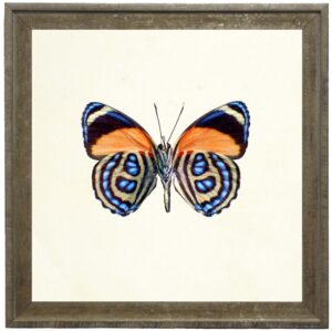 Bright Orange Butterfly with Blue Spots
