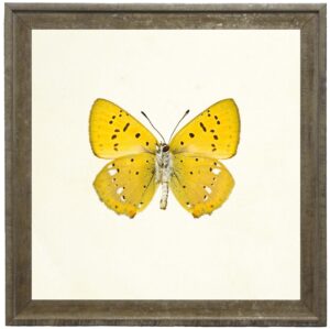 Bright Yellow Butterfly with Small Black and White Spots
