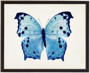 Blue Spotted butterfly
