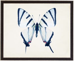 White and Navy Butterfly with Pink spots