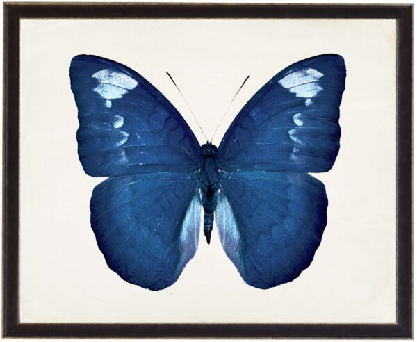 Dark Blue butterfly with light blue spots
