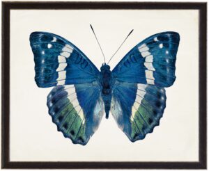 Blue and Green Butterfly