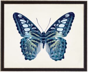 Blue Spotted butterfly
