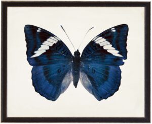Midnight Blue butterfly