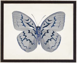 White Butterfly with Navy hilites