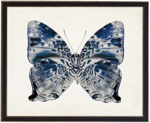 Blue and Grey butterfly