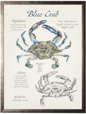 Watercolor and sketched nature study of a blue crab