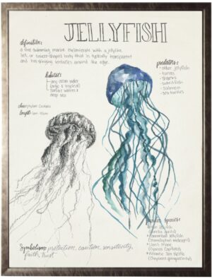 Watercolor and sketched nature study of a jellyfish
