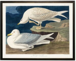 White-winged Silvery Gull bookplate